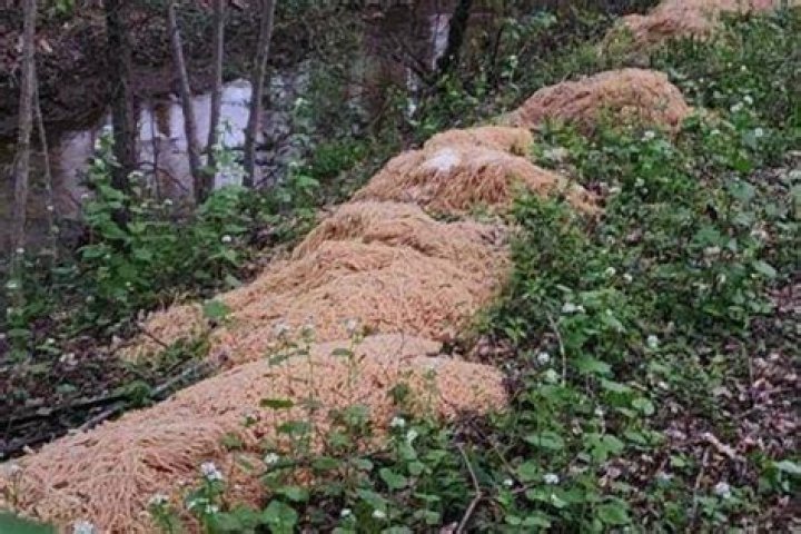 500 Pounds Of Cooked Pasta Found In New Jersey Forest