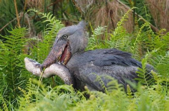 9 Scary Bird Species That Will Give You The Creeps