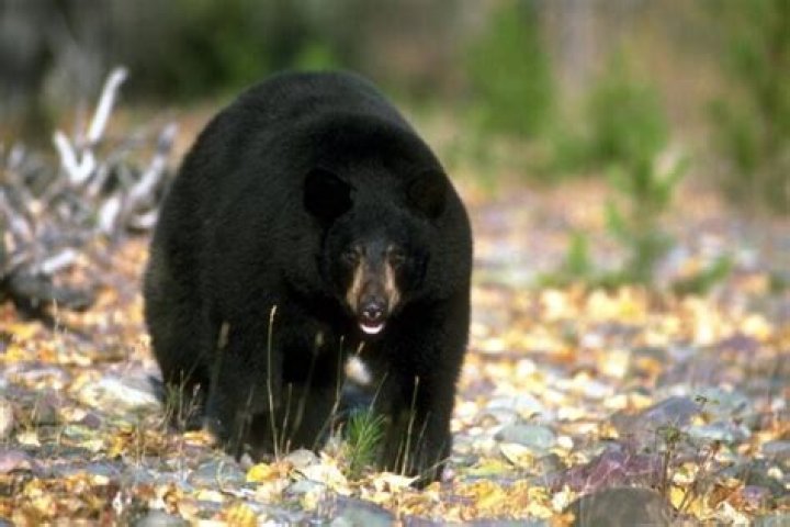 A Mysterious Disease Among Black Bears Is Alarming Scientists