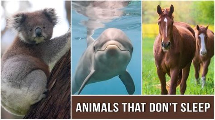 An Animal That Doesn't Breathe? Scientists Have Found Such A Species On Earth