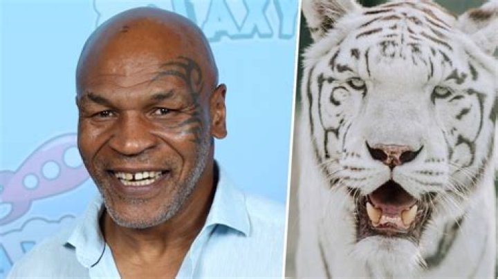 ¿Cuánto costó el tigre de Mike Tyson? – Celebrity.fm