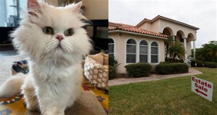 Florida Woman Leaves Millions To Her Seven Cats After Her Death