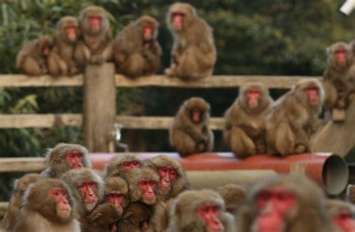 Member Of Violent 'Monkey Gang' Euthanized In Japan