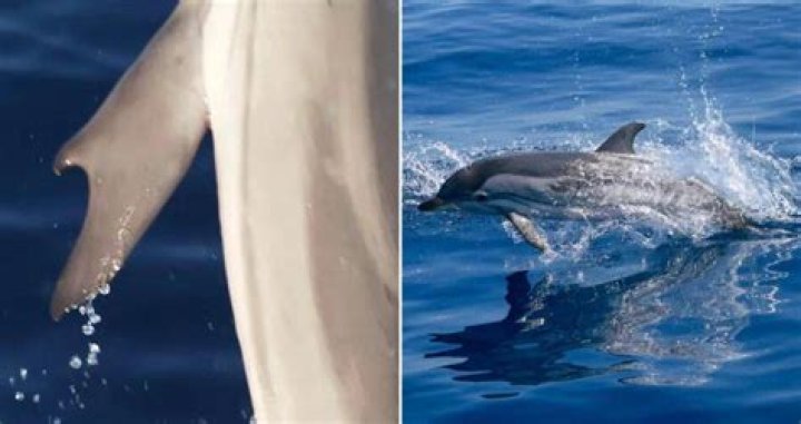 Rare Dolphin With 'Thumbs' Spotted Off The Coast Of Greece