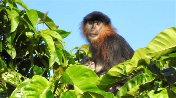 Scientists Just Identified A Hybrid 'Mystery Monkey' In Borneo