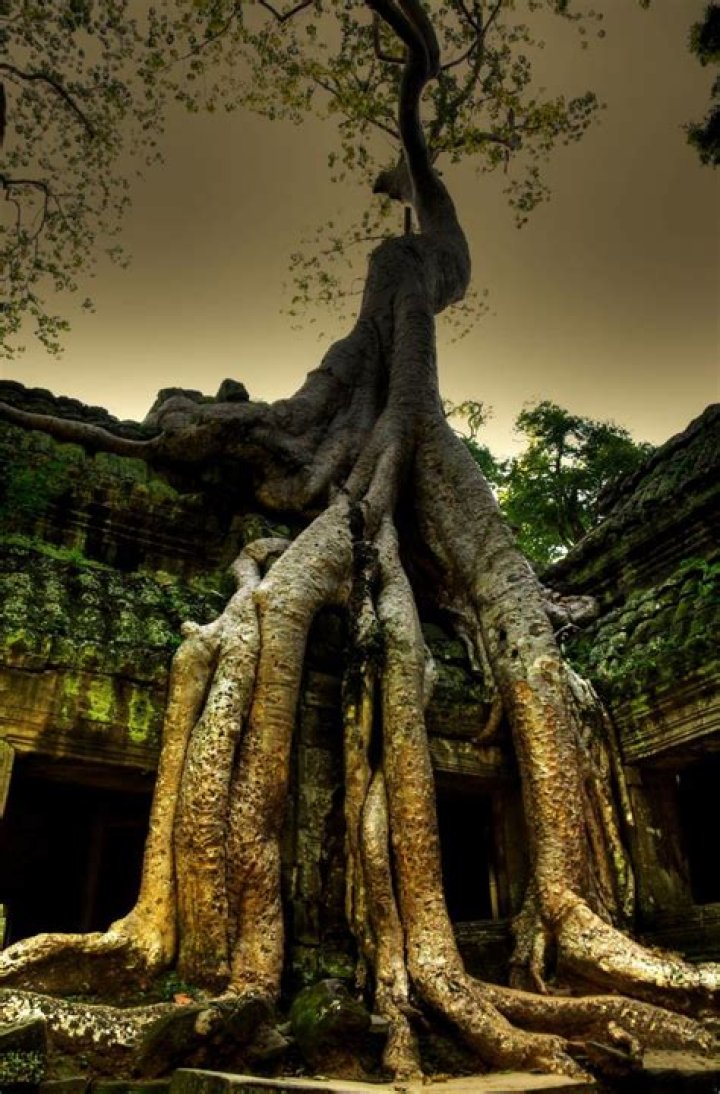 The 8 Most Amazing Trees In The World