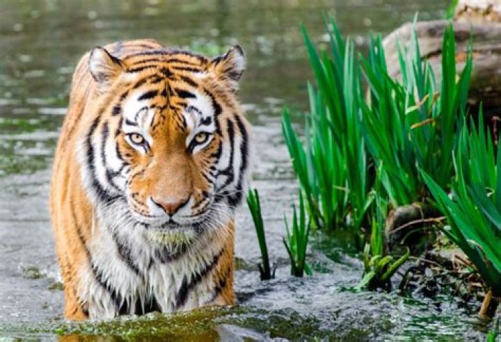 The Champawat Tiger Killed Over 400 People – Until She Met A British Colonel