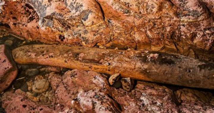 Timber From 17th-Century Shipwreck Discovered Off Oregon Coast